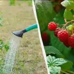 I 4 migliori fertilizzanti per lamponi in primavera: un secchio