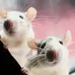 I ratti hanno paura di un prodotto: un modo semplice