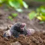 Le talpe fuggiranno per sempre dal sito: qe semplice soluzione