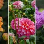 Qdo piantare le dalie in Ucraina: tempi e varietà ideali