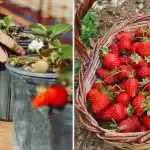 Qdo piantare le fragole in primavera: e perché i giardinieri