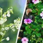 Queste 7 piante perenni sono bellissime, ma non piantatele: non