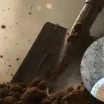 Trucchi di primavera per il giardino: tre semplici passi ad