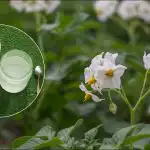 Una tonnellata di patate da un ettaro: svelato un metodo